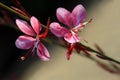 Gaura lindheimeri Ã¢â¬ËGaudi RedÃ¢â¬â¢ flowers